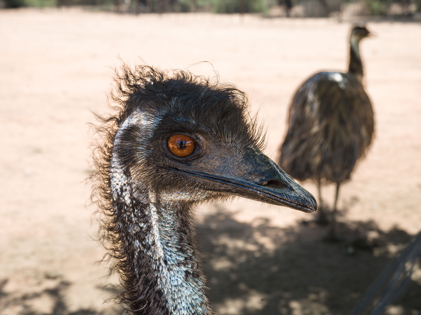 im Auge des Emu