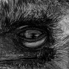 Im Auge des Emus