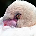 Im Auge des Flamingo