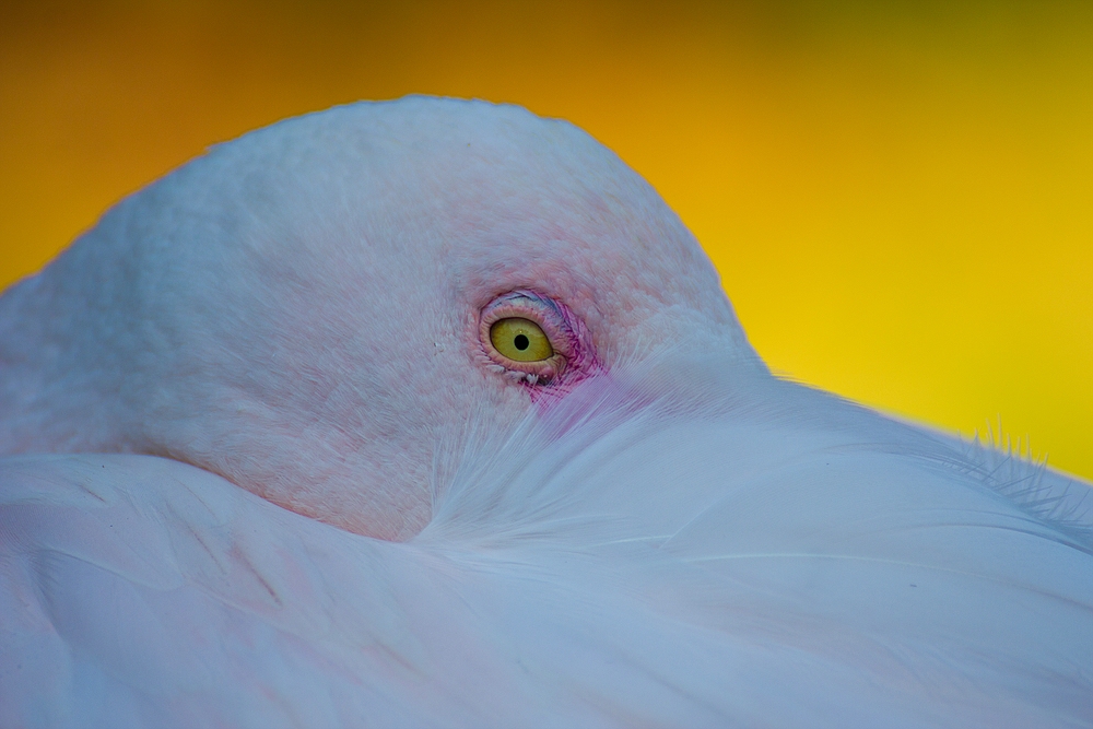 Im Auge des Flamingos