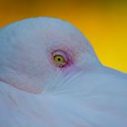 Im Auge des Flamingos