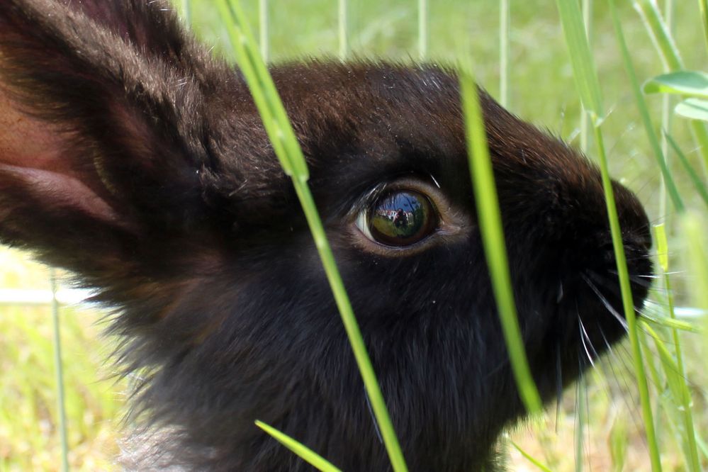 Im Auge des Hasen.... Foto & Bild tiere, haustiere, nagetiere & kaninchen Bilder auf