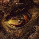 Im Auge des Lama`s