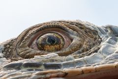 Im Auge des Leguans