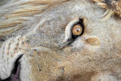 Im Auge des Löwen