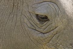 Im Auge des Nashorn