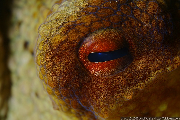 Im Auge des Octopus