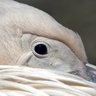 Im Auge des Pelikan