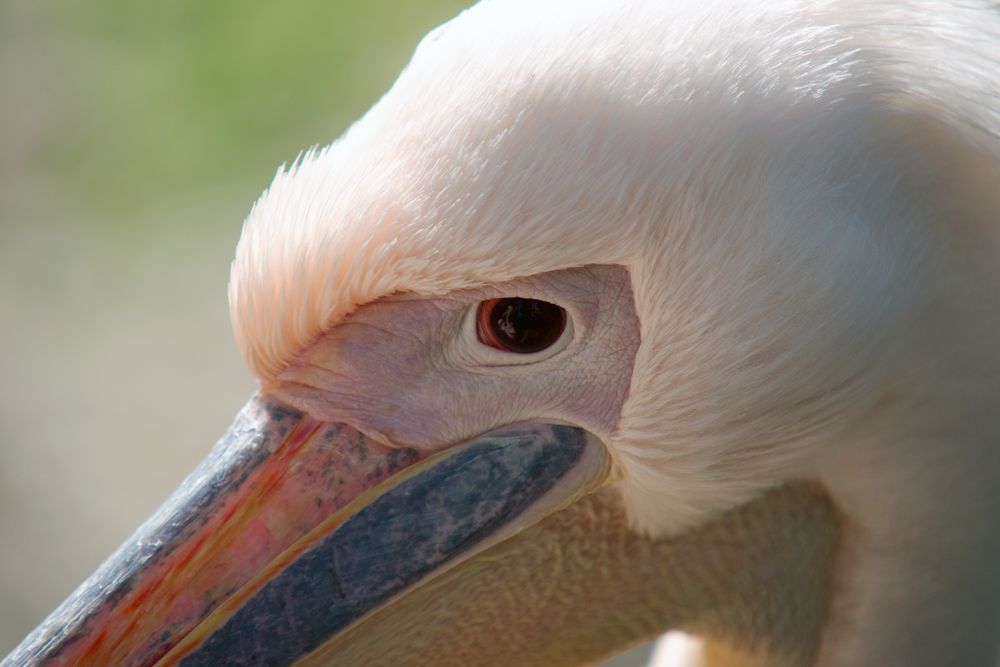 Im Auge des Pelikans