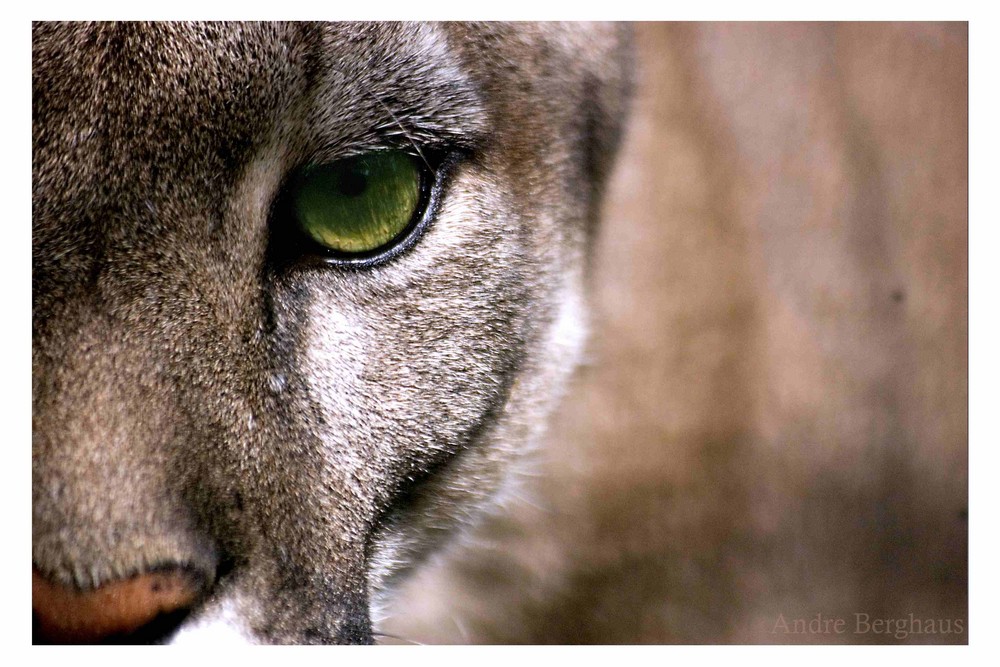 Im Auge des Pumas