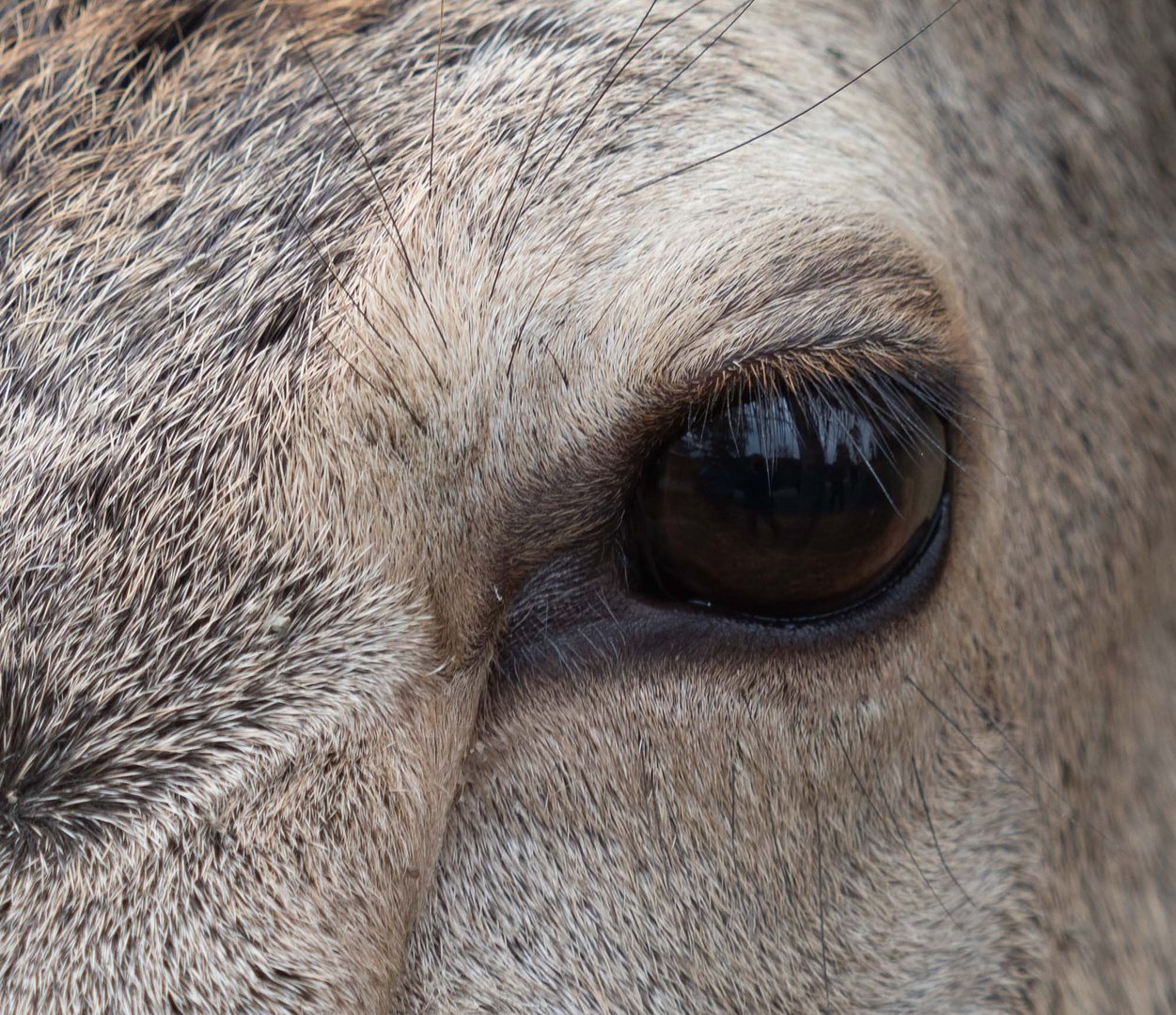 Im Auge des Rehs Foto & Bild tiere, zoo, wildpark & falknerei, natur