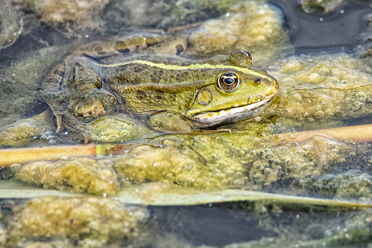 Im Auge des Teichfroschs