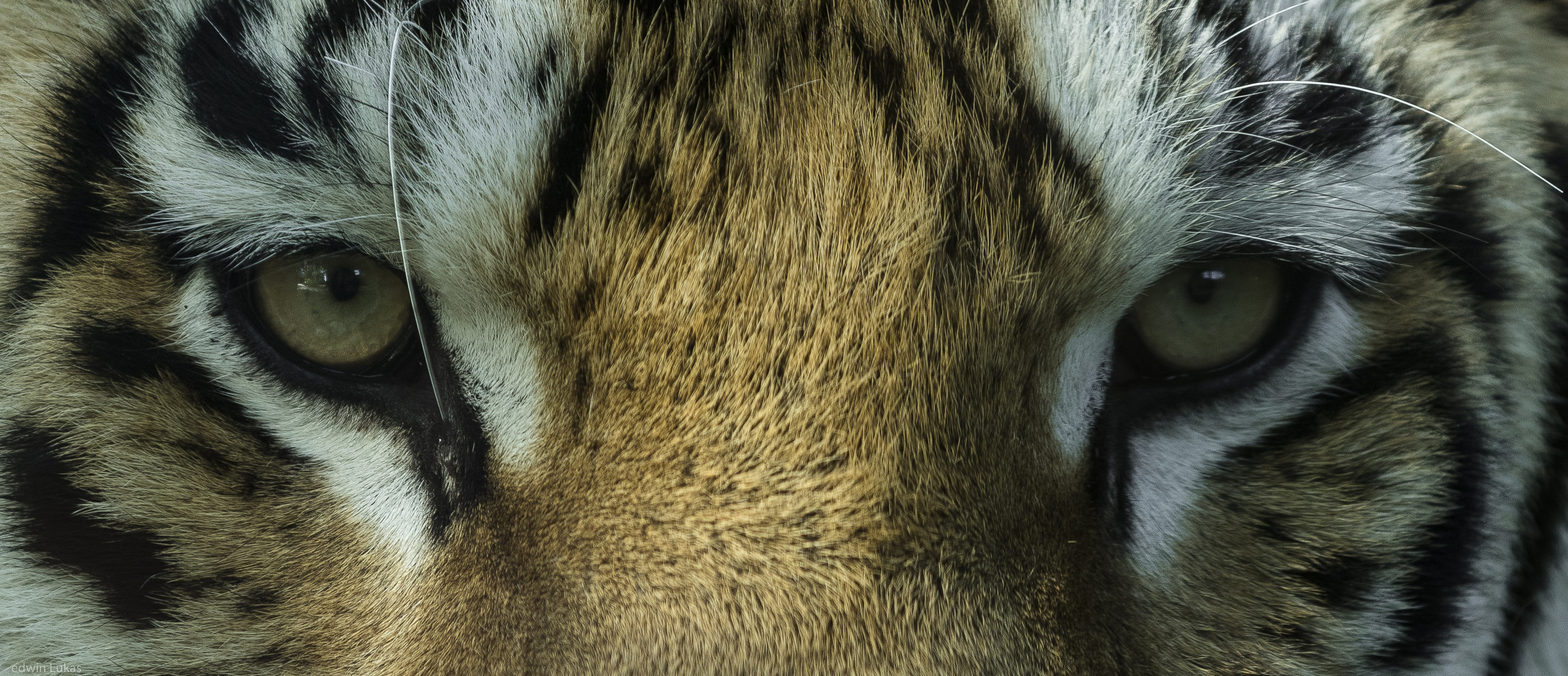 Im Auge des Tigers