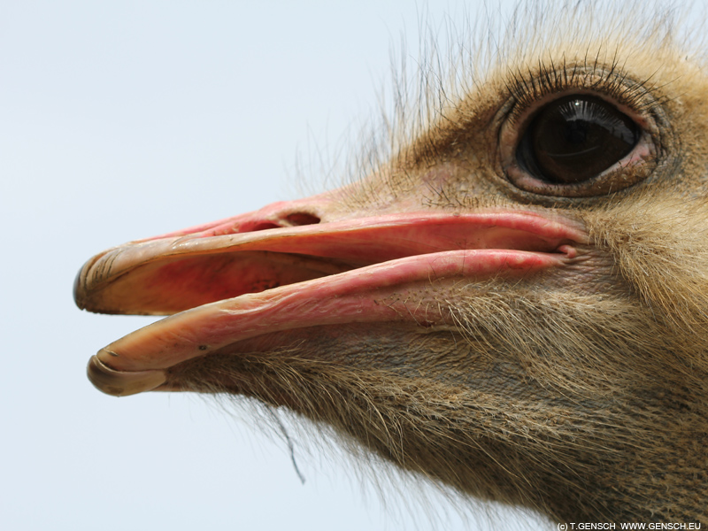 im Auge des Vogel Strauß