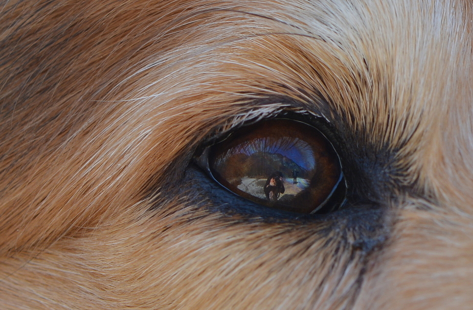 im Auge einer Collie-Hündin