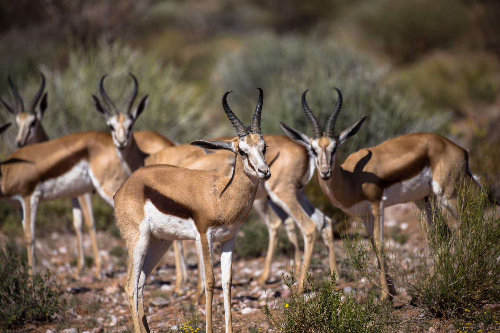 Im Augrabies Nationalpark (1)