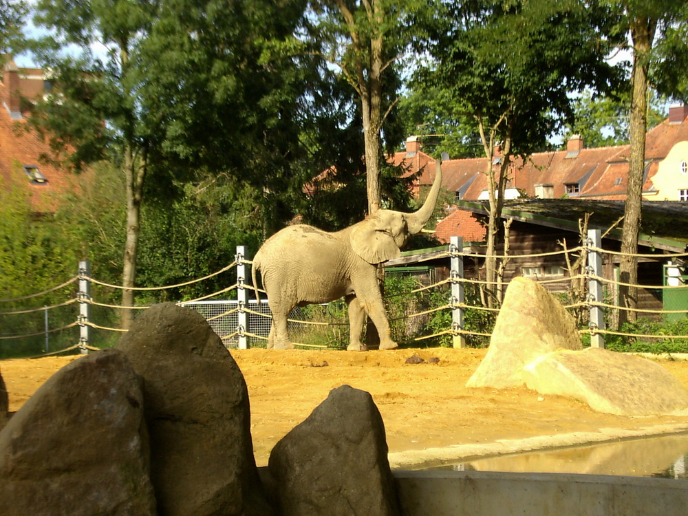 im Augsburger ZOO