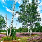 im August blüht die Heide