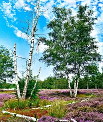 im August blüht die Heide