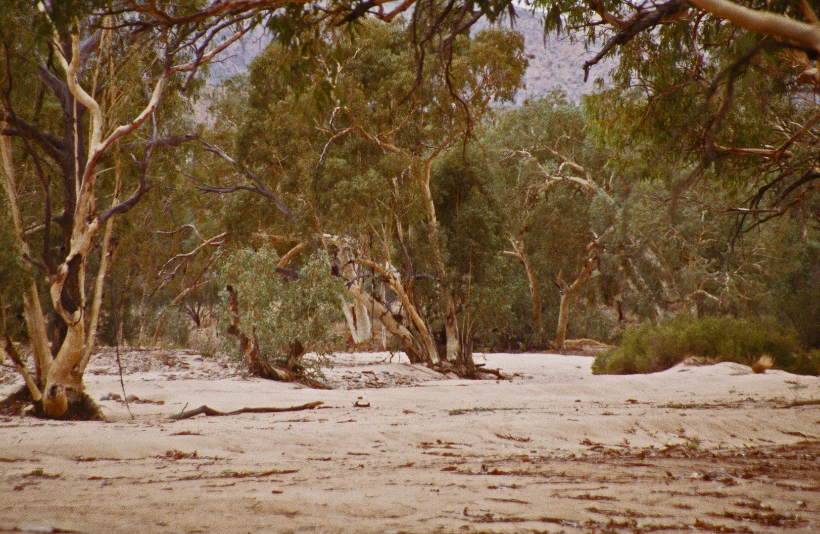 ...im ausgetrockneten Flussbett des Finke River