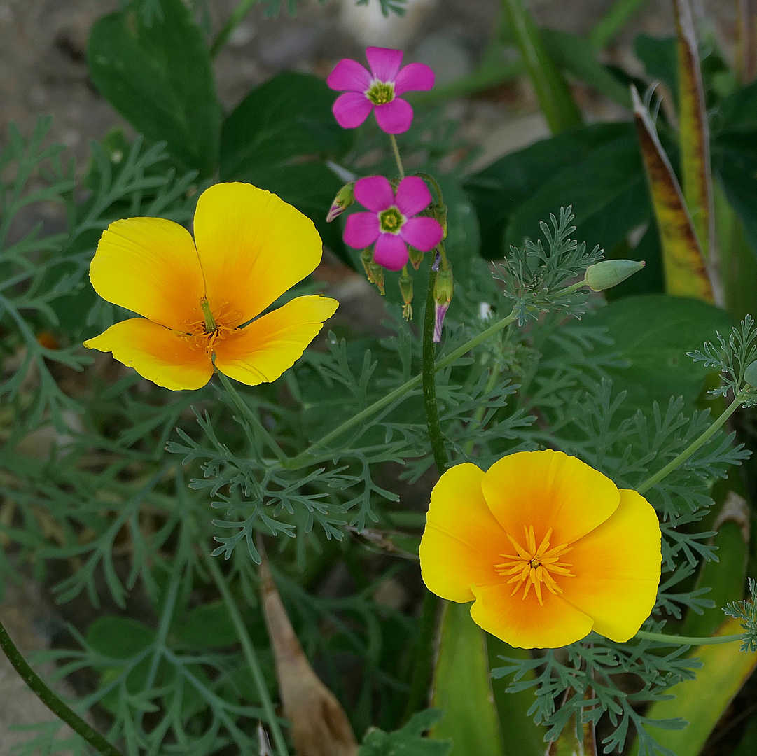 Im Außengelände des Botanischen Gartens . . .