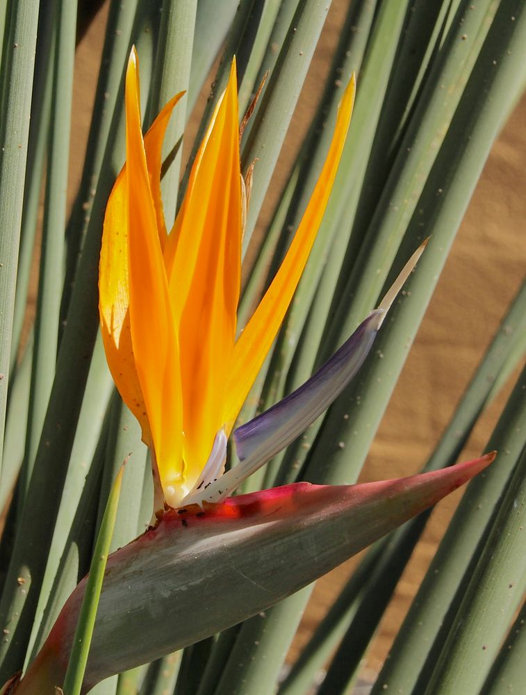 Im australischen Herbst ein Farbtupfer