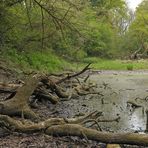 Im Auwald: Anfang Mai schon wieder viel zu trocken 03