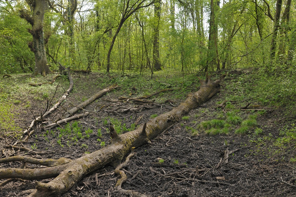 Im Auwald: Anfang Mai schon wieder viel zu trocken 07