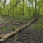 Im Auwald: Anfang Mai schon wieder viel zu trocken 07