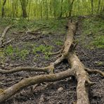  Im Auwald: Anfang Mai schon wieder viel zu trocken 08