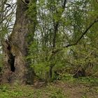 Im Auwald: Anfang Mai schon wieder viel zu trocken 12