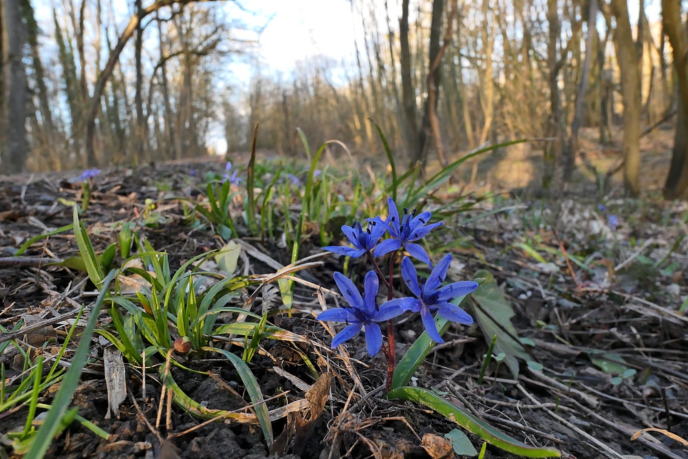 Im Auwald: Die Blausternchen sind schon draußen 01