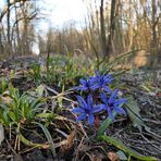 Im Auwald: Die Blausternchen sind schon draußen 01