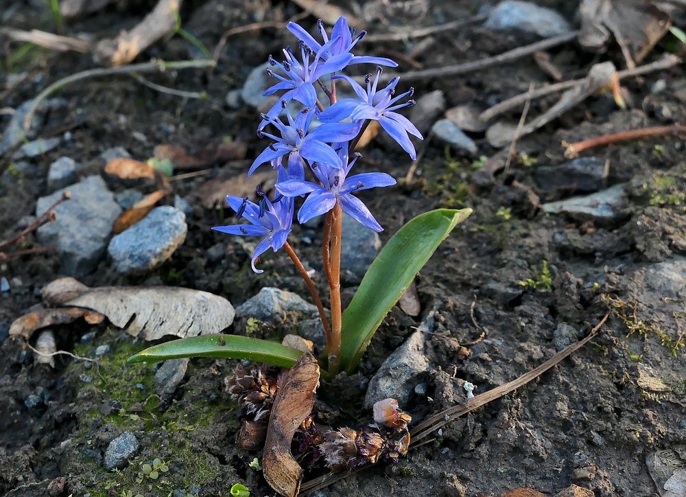 Im Auwald: Die Blausternchen sind schon draußen 02