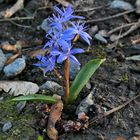 Im Auwald: Die Blausternchen sind schon draußen 02