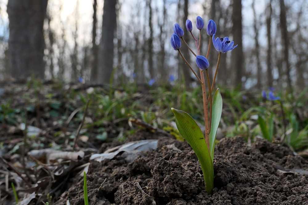 Im Auwald: Die Blausternchen sind schon draußen 03