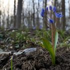 Im Auwald: Die Blausternchen sind schon draußen 03