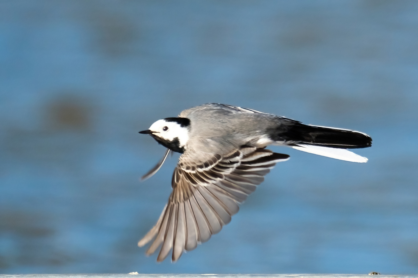 im Bachstelze Flug