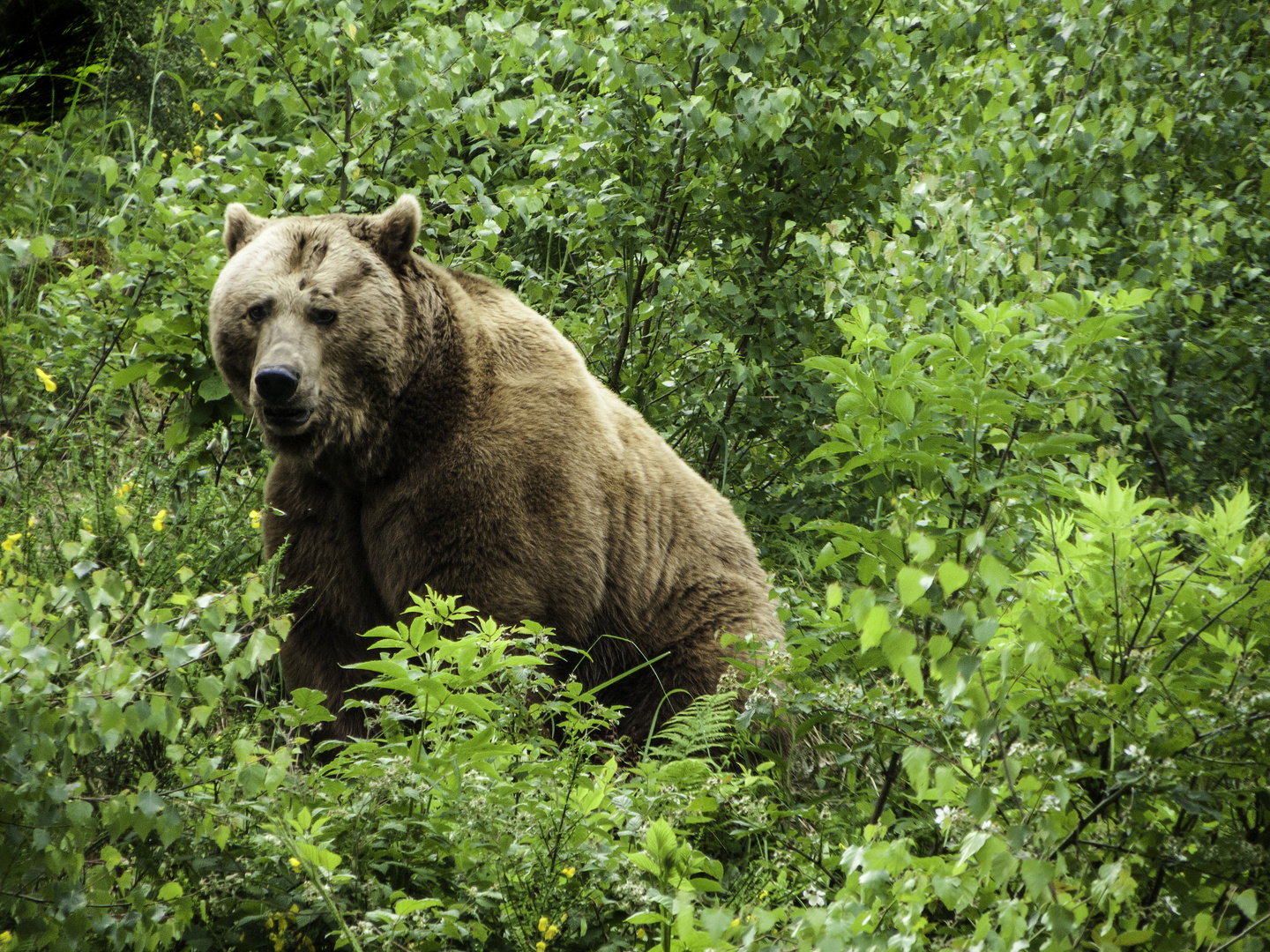 Im Bärenpark