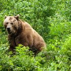 Im Bärenpark