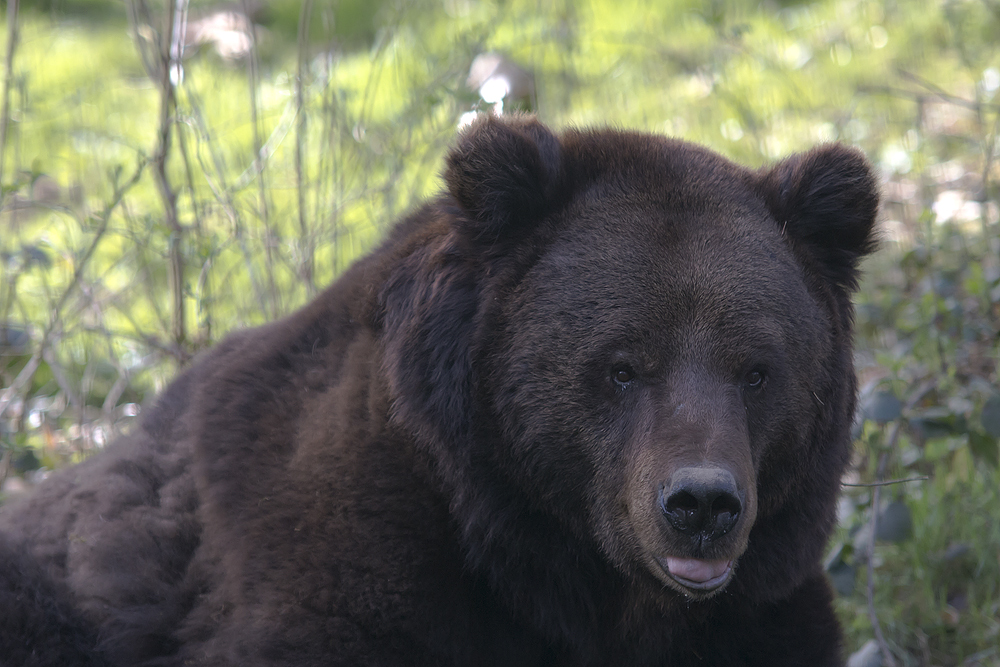 Im Bärenpark