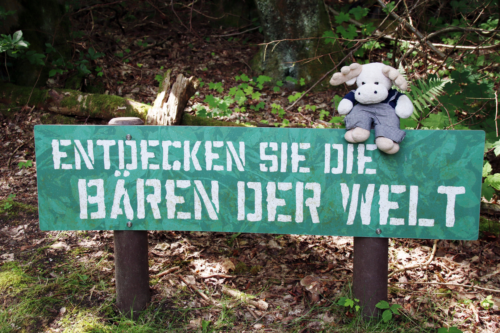 im Bärenwald