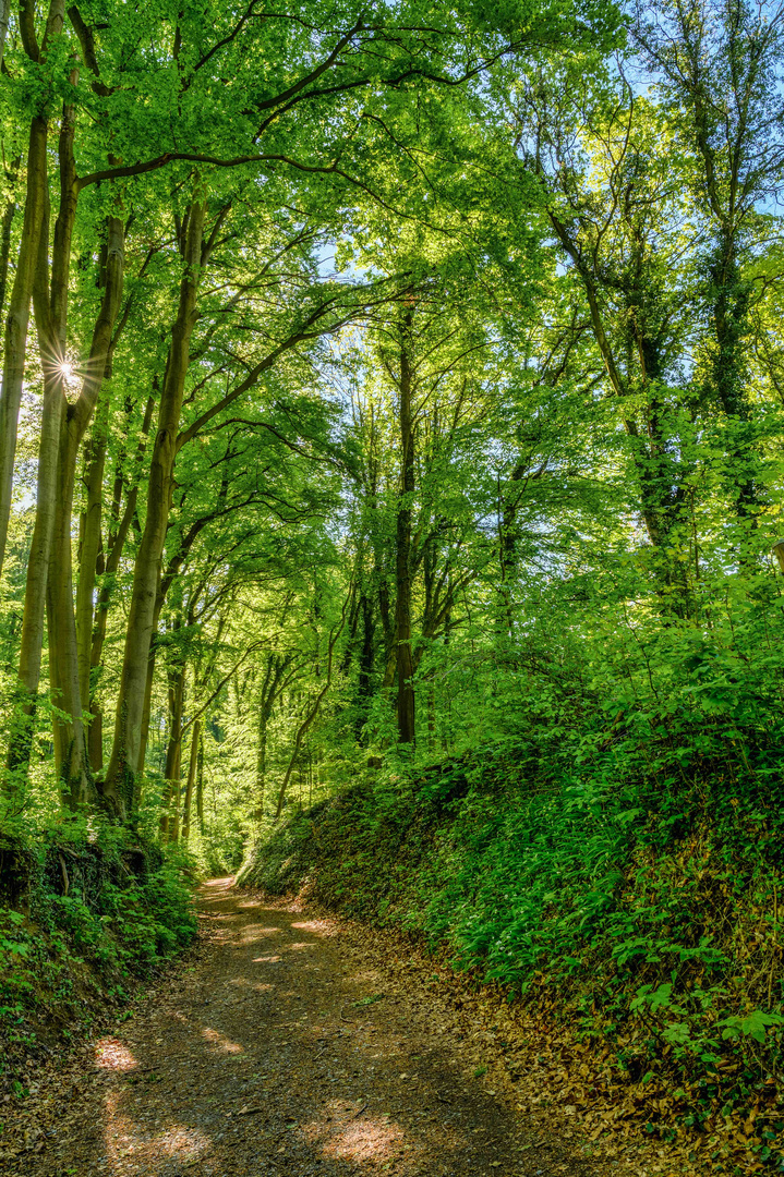 Im Bärlauch Canyon