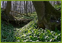 Im Bärlauch-Urwald 2006