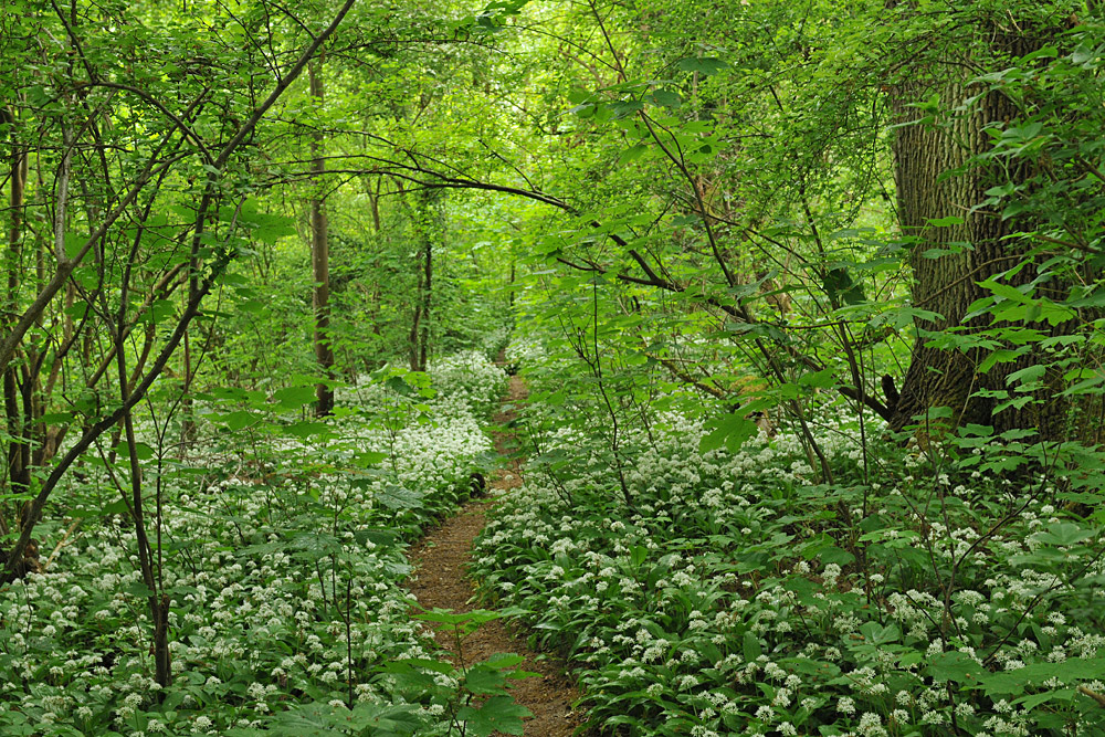 Im Bärlauch – Wald 01