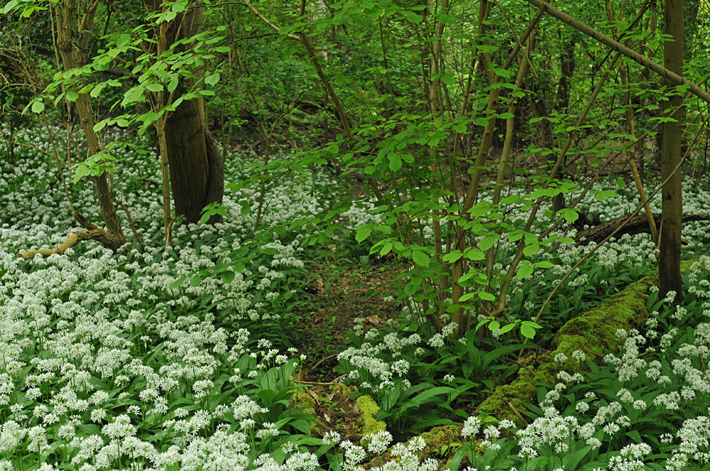 Im Bärlauch – Wald 02