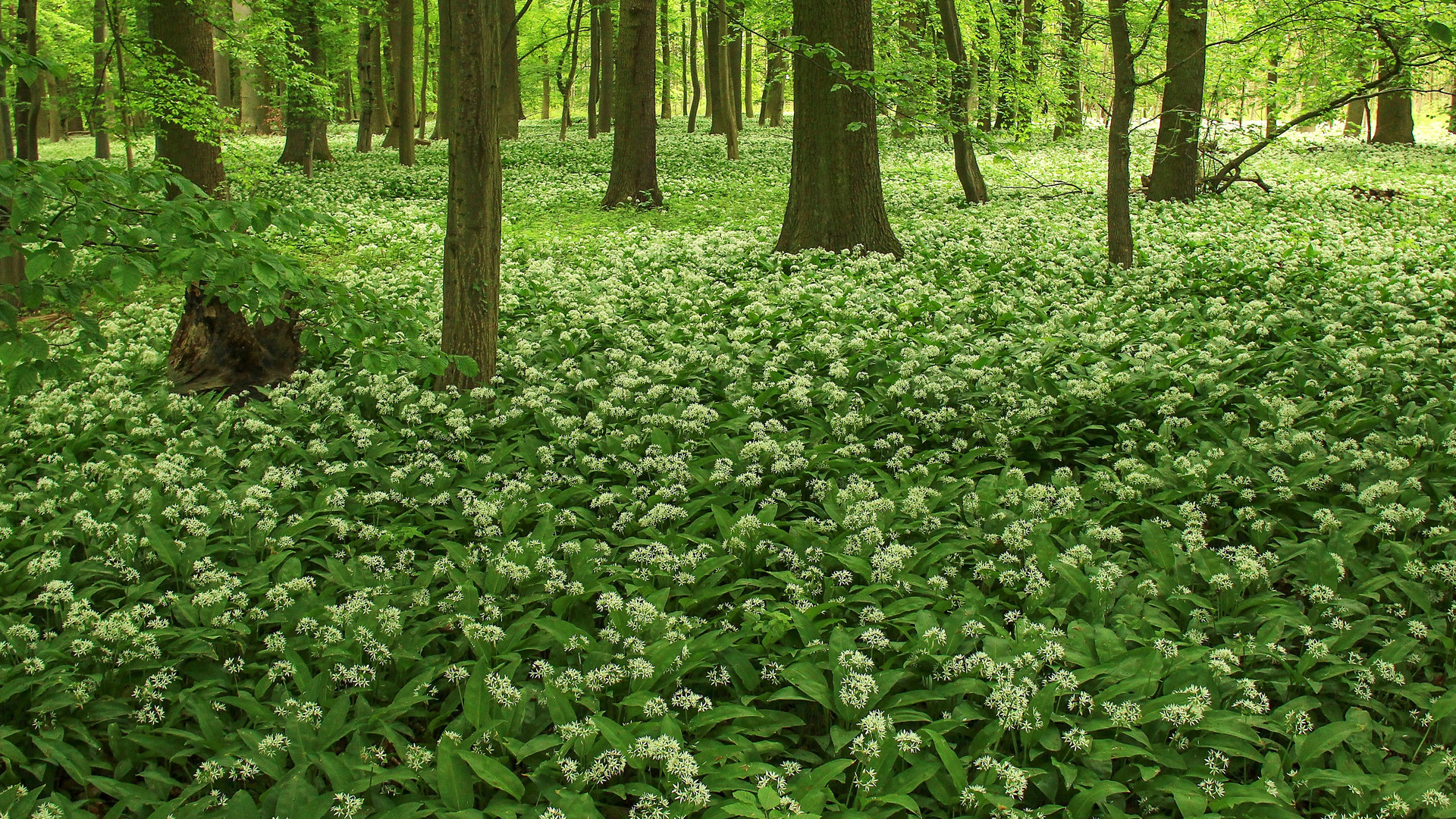 im Bärlauch-Wald