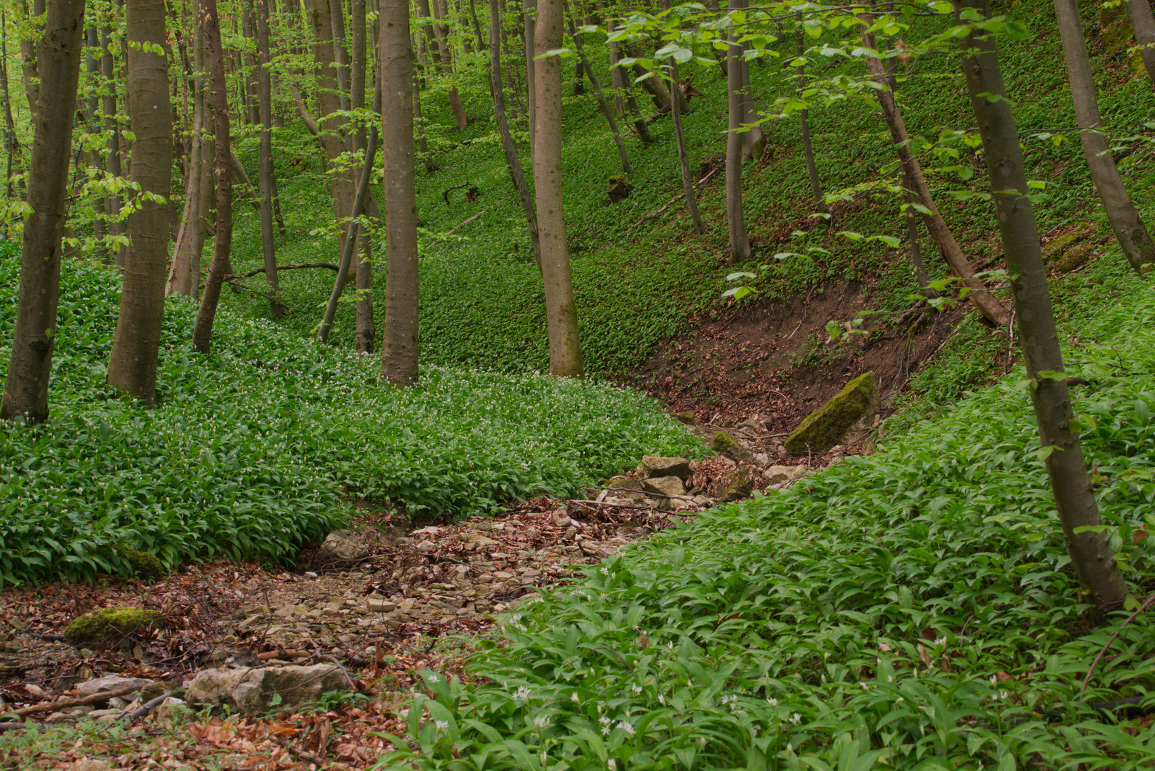 Im Bärlauch-Wald ...