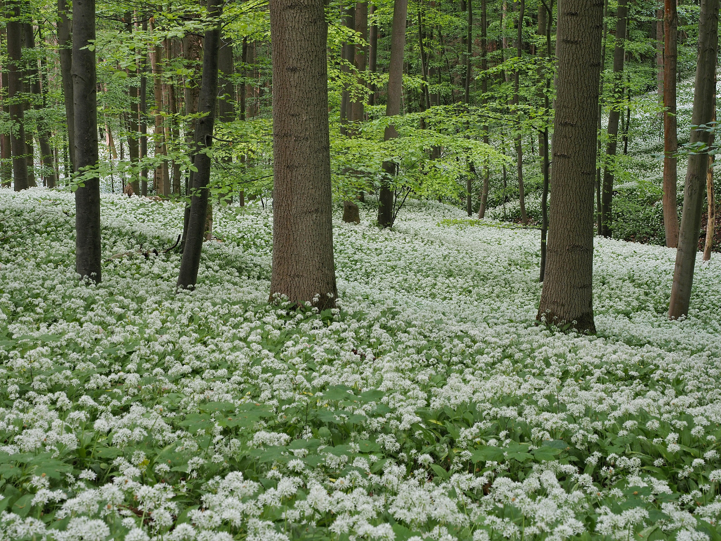 Im Bärlauchmärchenwald