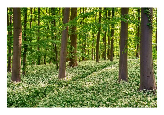 ... im Bärlauchrausch ...